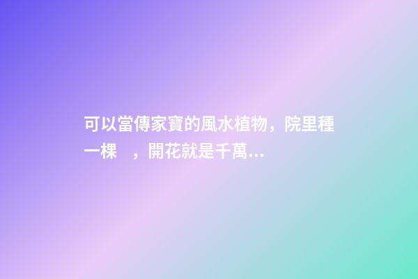 可以當傳家寶的風水植物，院里種一棵，開花就是千萬朵，紫氣東來